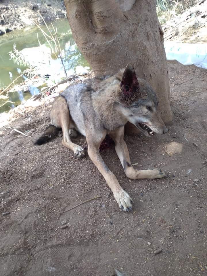 e8dd9b74-9518-47ff-9574-21ad49be5c46