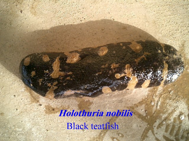 أبرز أنواع خيار البحر بالبحر الأحمر المصري (2)