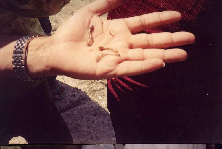 أبرز أنواع خيار البحر بالبحر الأحمر المصري (3)