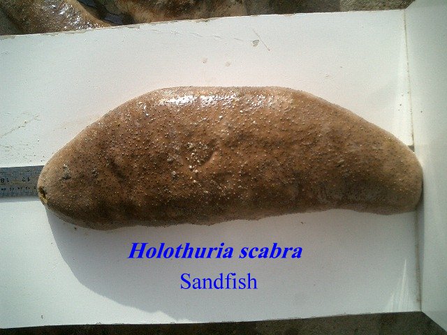 أبرز أنواع خيار البحر بالبحر الأحمر المصري (6)