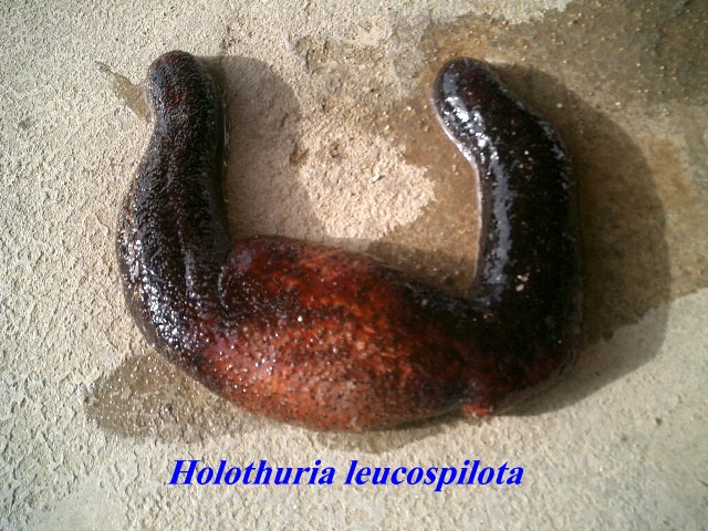 أبرز أنواع خيار البحر بالبحر الأحمر المصري (8)