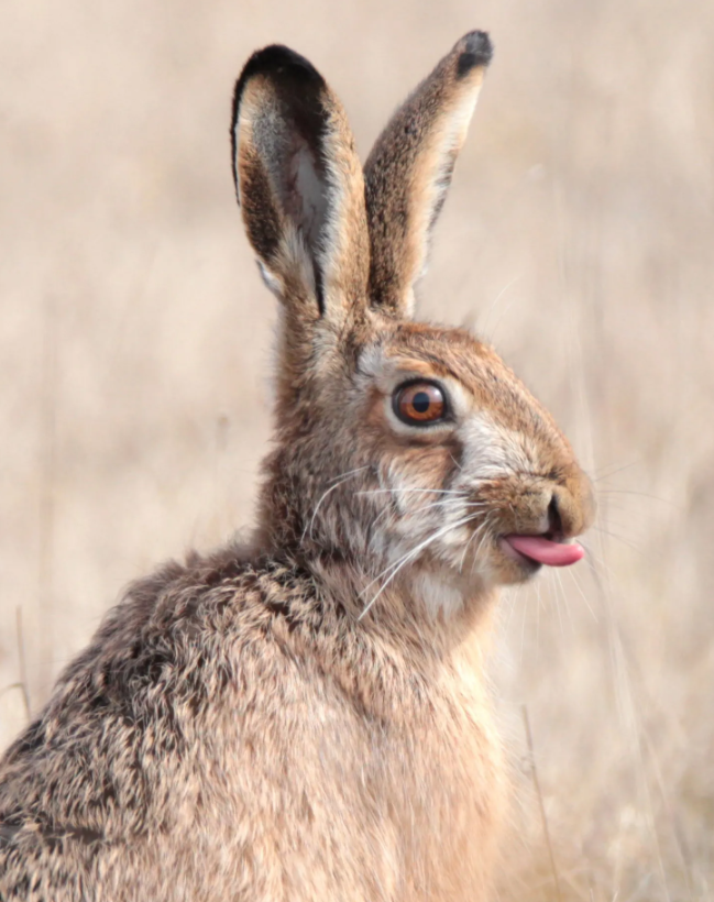 Screenshot 2021-03-27 165638