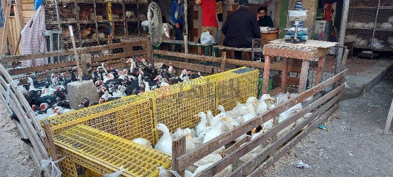 ٢٠٢١٠٤٠٦_١٥٥٢٢٣_copy_800x361