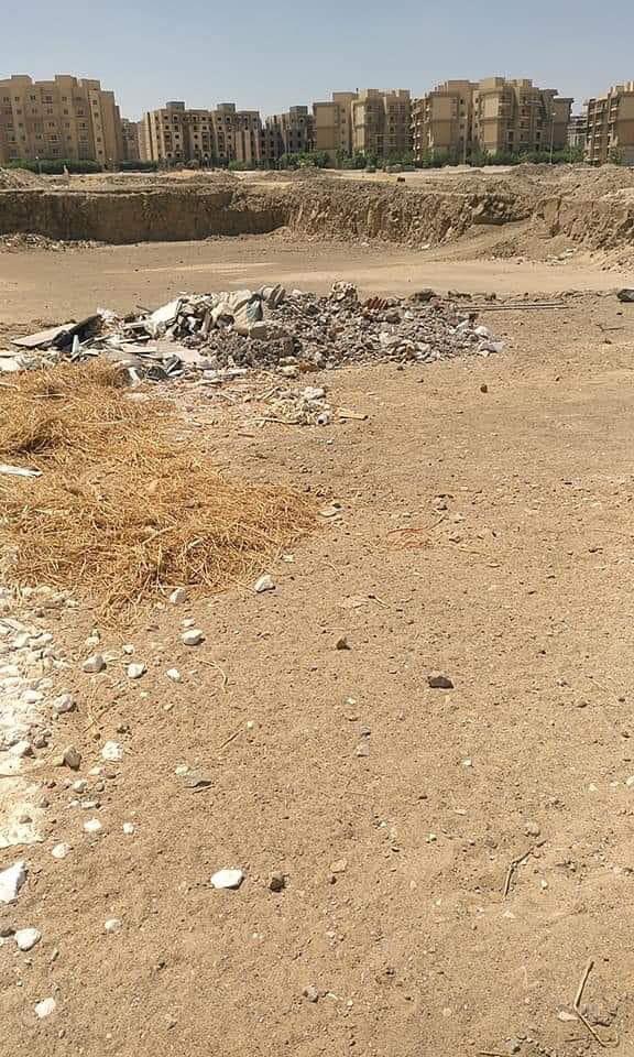 أشجار سيتي8