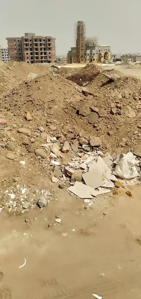 أشجار سيتي6