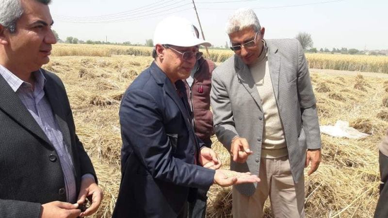 انطلاق موسم حصاد القمح بالشرقية 03