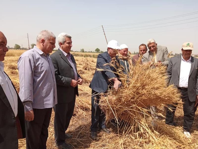 انطلاق موسم حصاد القمح بالشرقية
