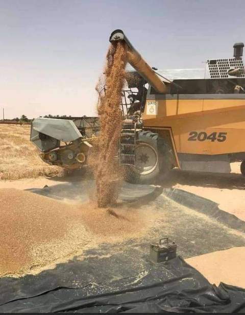 حصاد القمح بالشرقية 01
