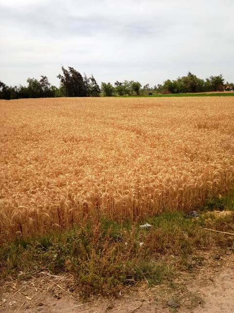 حصاد القمح بالشرقية 01