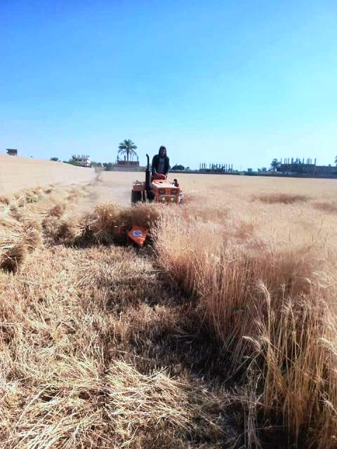 حصاد القمح بالشرقية 02