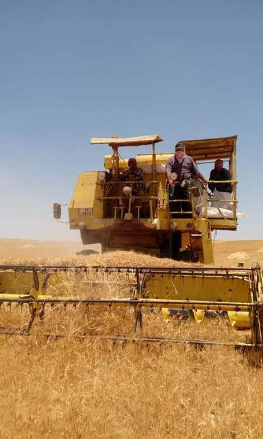 حصاد القمح بالشرقية 01