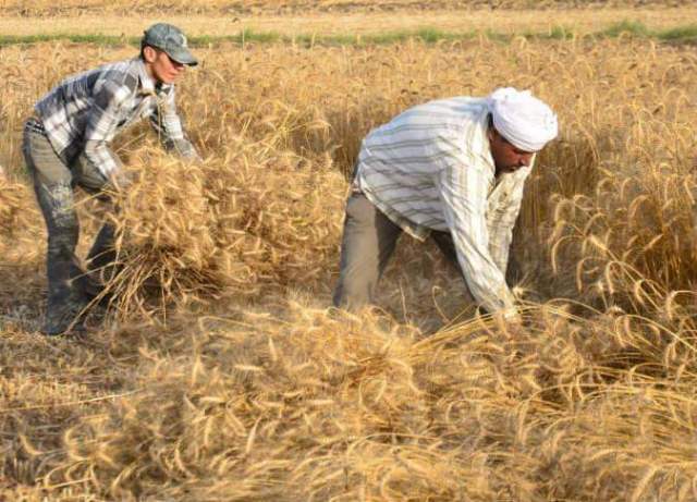 حصاد القمح بالشرقية 02