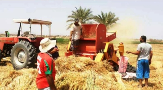 حصاد القمح بالشرقية 01