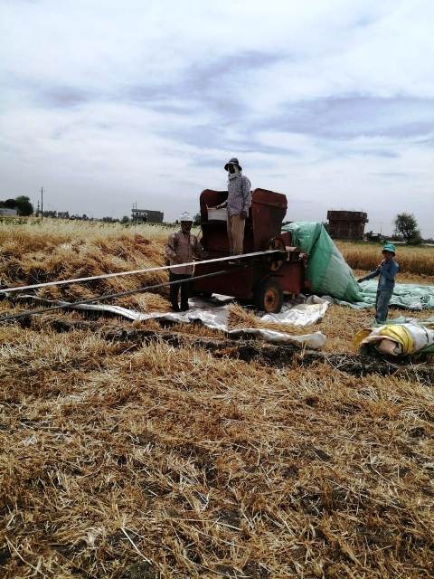 حصاد القمح بالشرقية 02