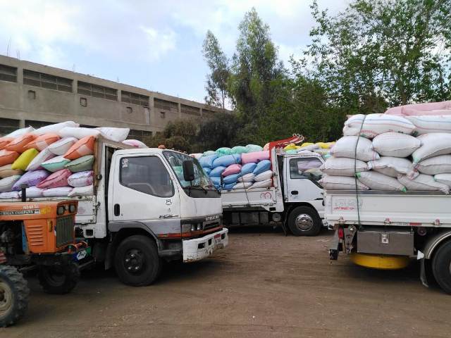 حصاد القمح بالشرقية 03