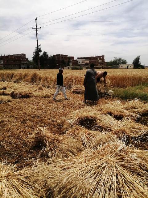 حصاد القمح في الشرقية