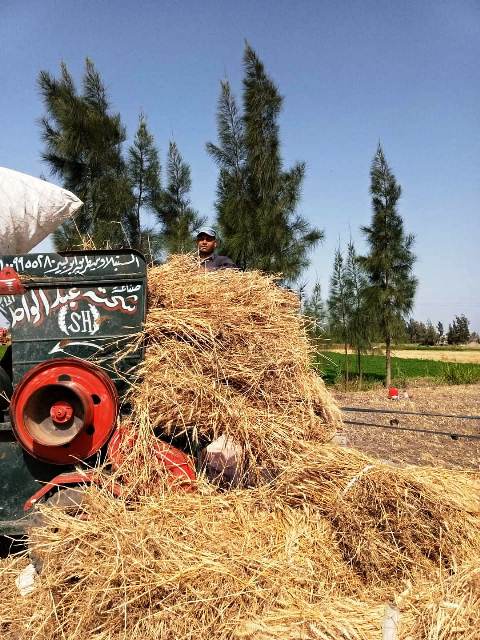 موسم حصاد القمح بالشرقية