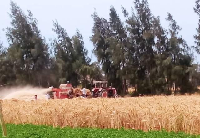 حصاد القمح بالشرقية 02