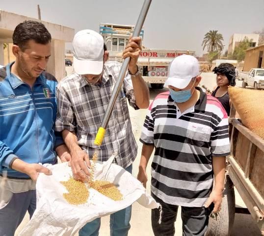 حصاد القمح بالشرقية