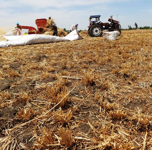 تكفي لتخزين  إحتياجات المحافظة  1