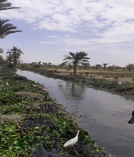 تطهير المجاري المائية في الفيوم