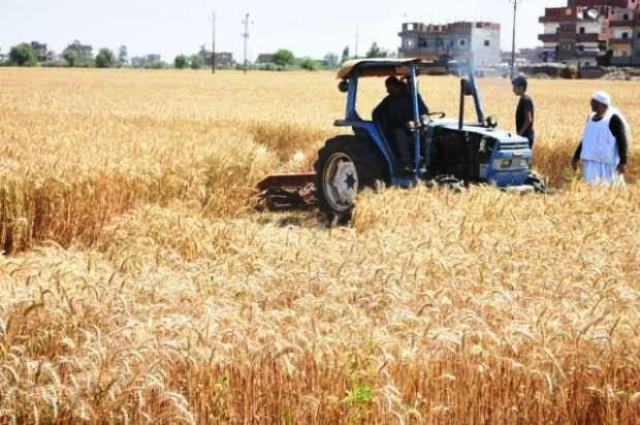 حصاد القمح بالشرقية 01