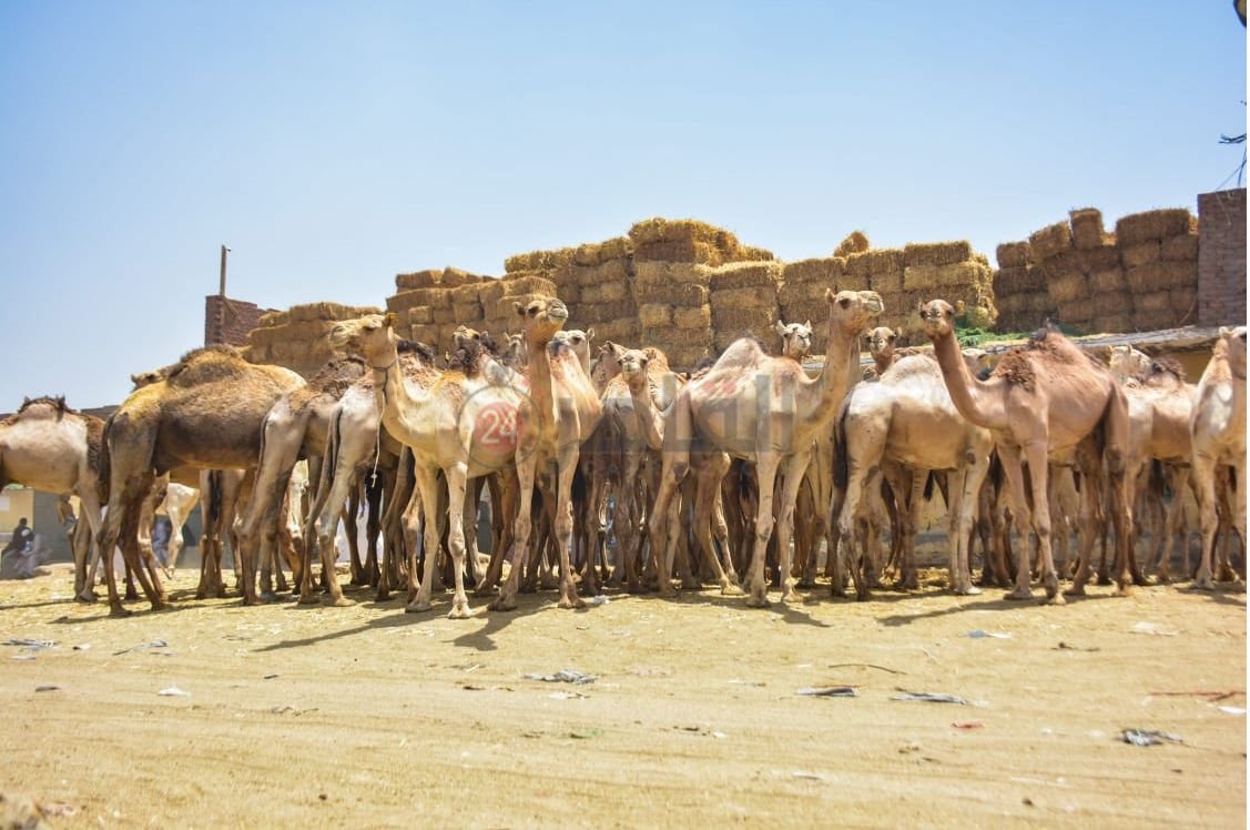 سوق برقاش 10