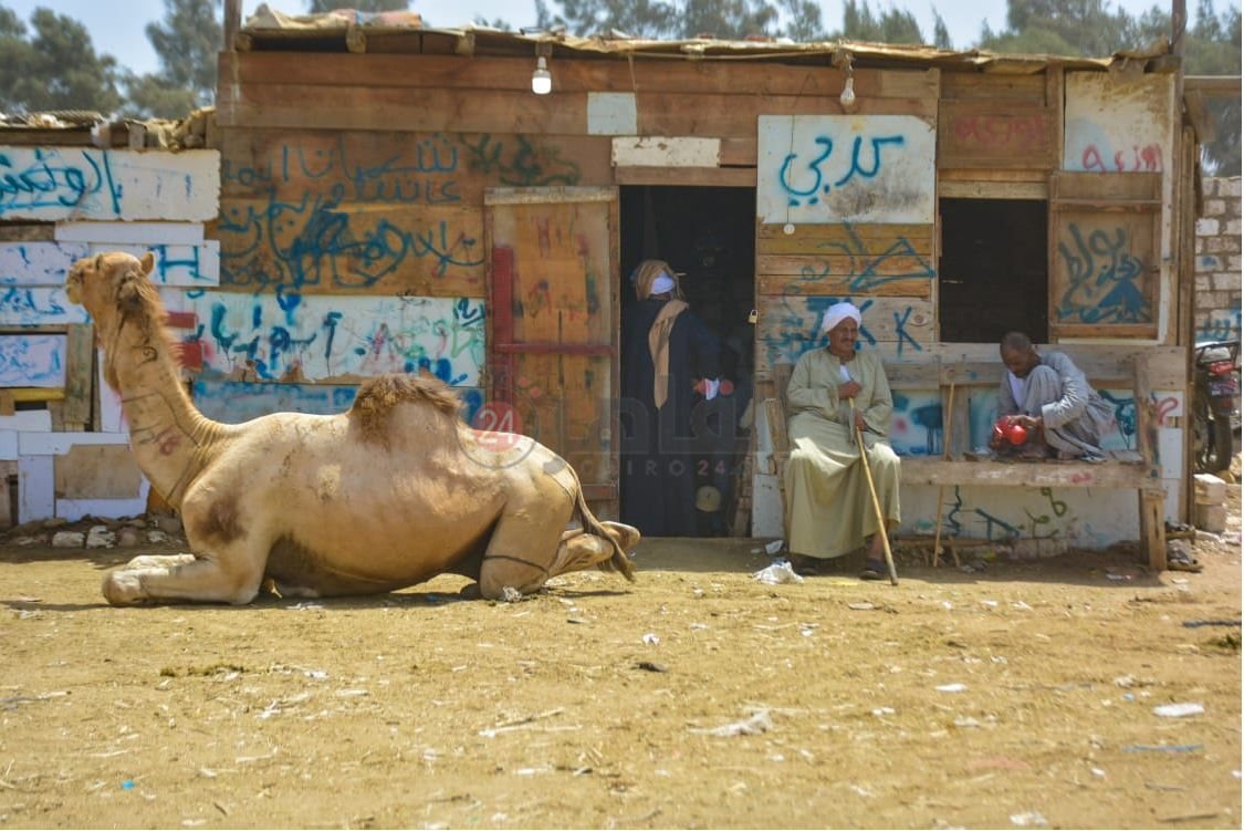 سوق برقاش 12