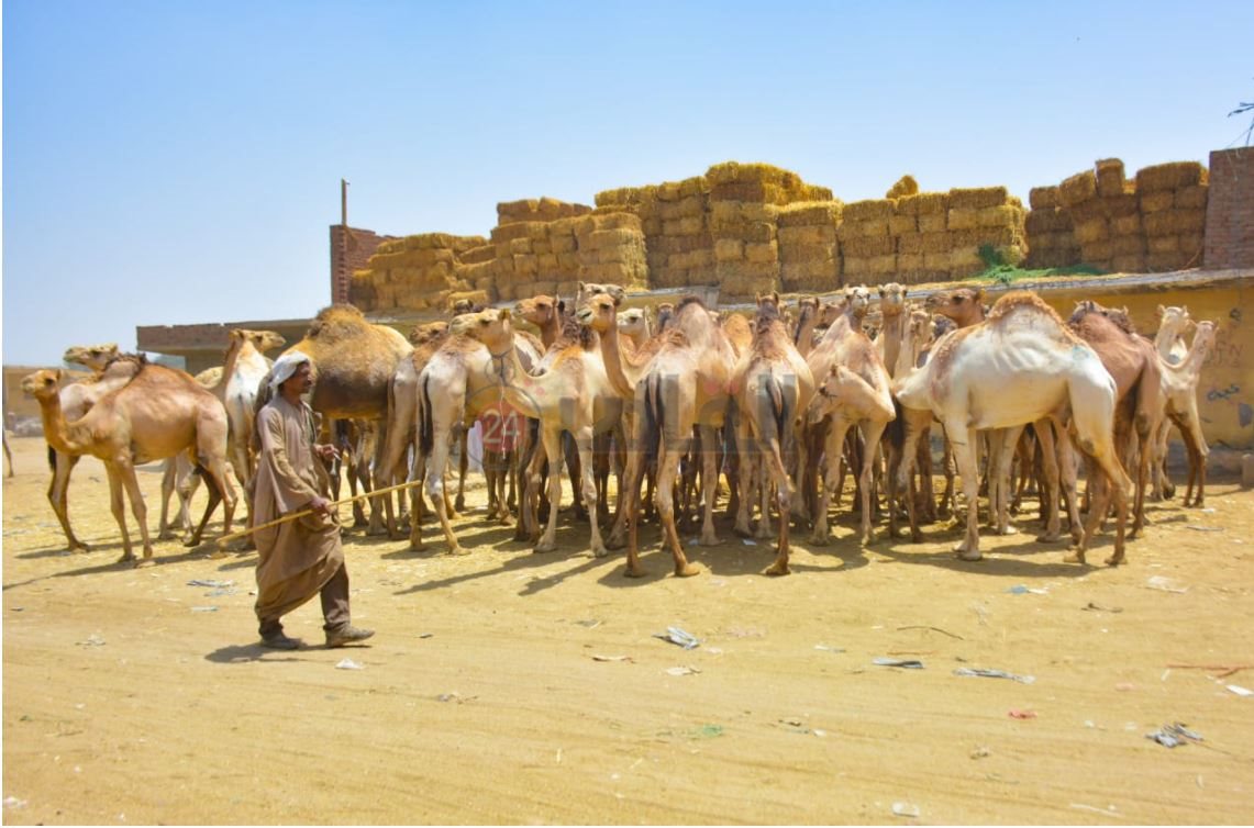 سوق برقاش 13