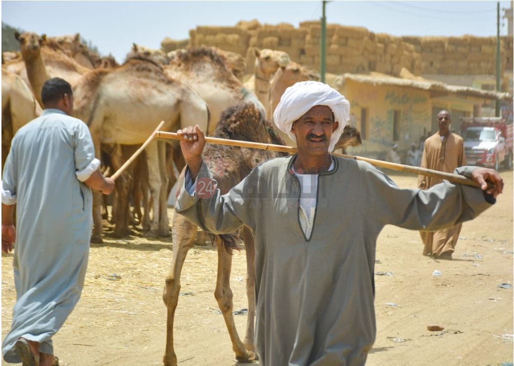 سوق برقاش 15