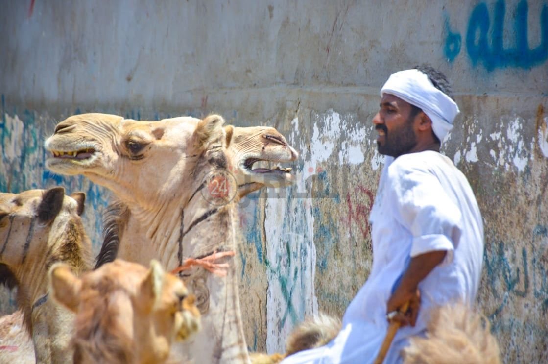 سوق برقاش 16