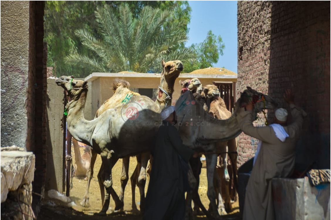 سوق برقاش 17