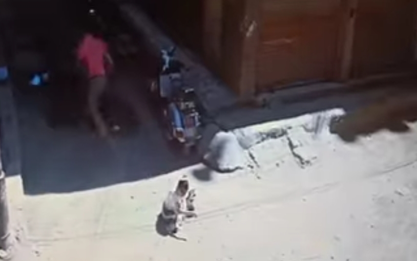 سلعوة تهاجم طفلة في الفيوم