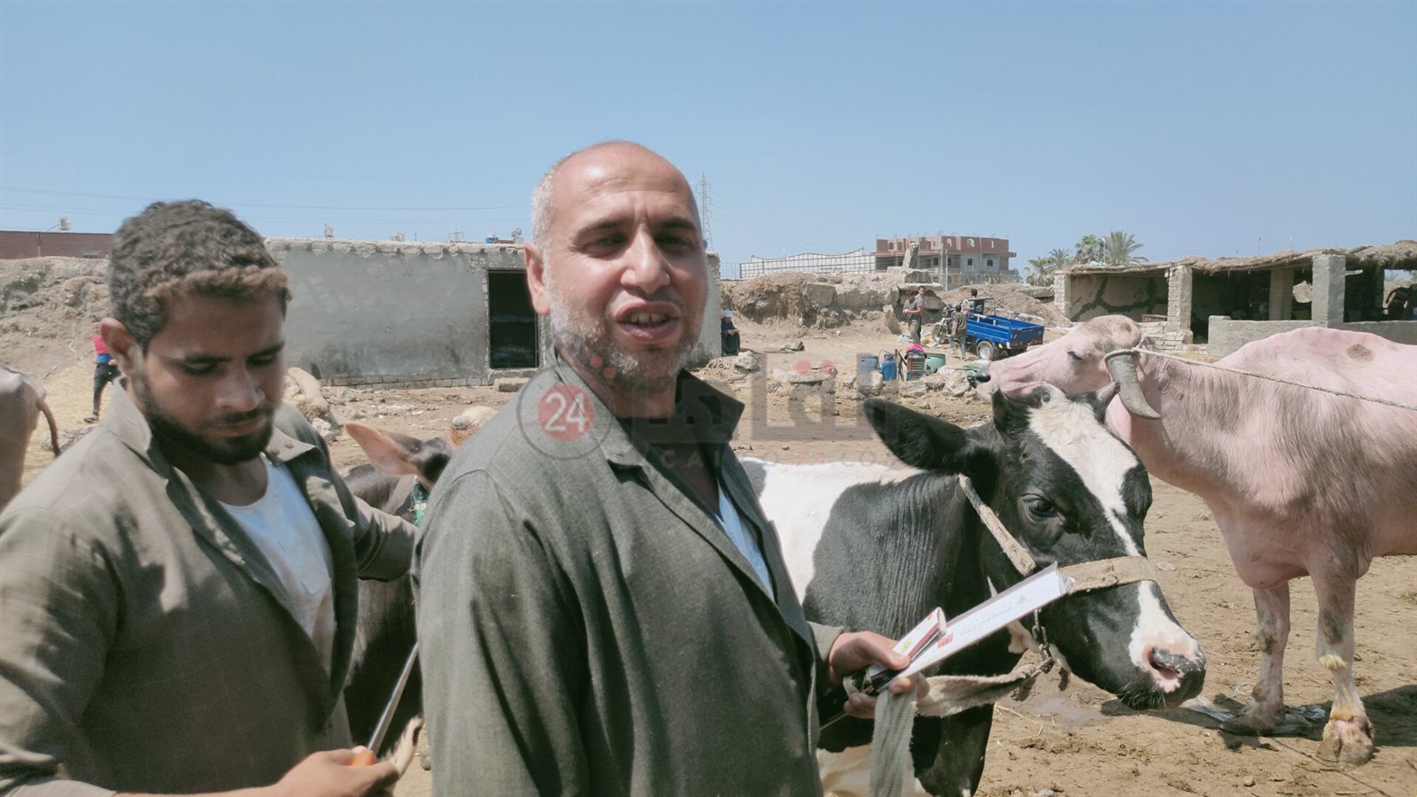 عماد تاجر الأبقار والجاموس