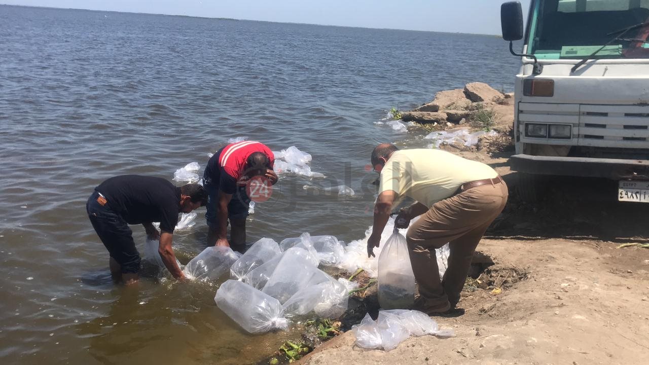 تفريغ وضخ أسماك ببحيرة البرلس