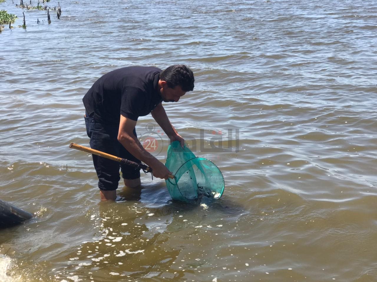 ضخ أسماك ببحيرة البرلس