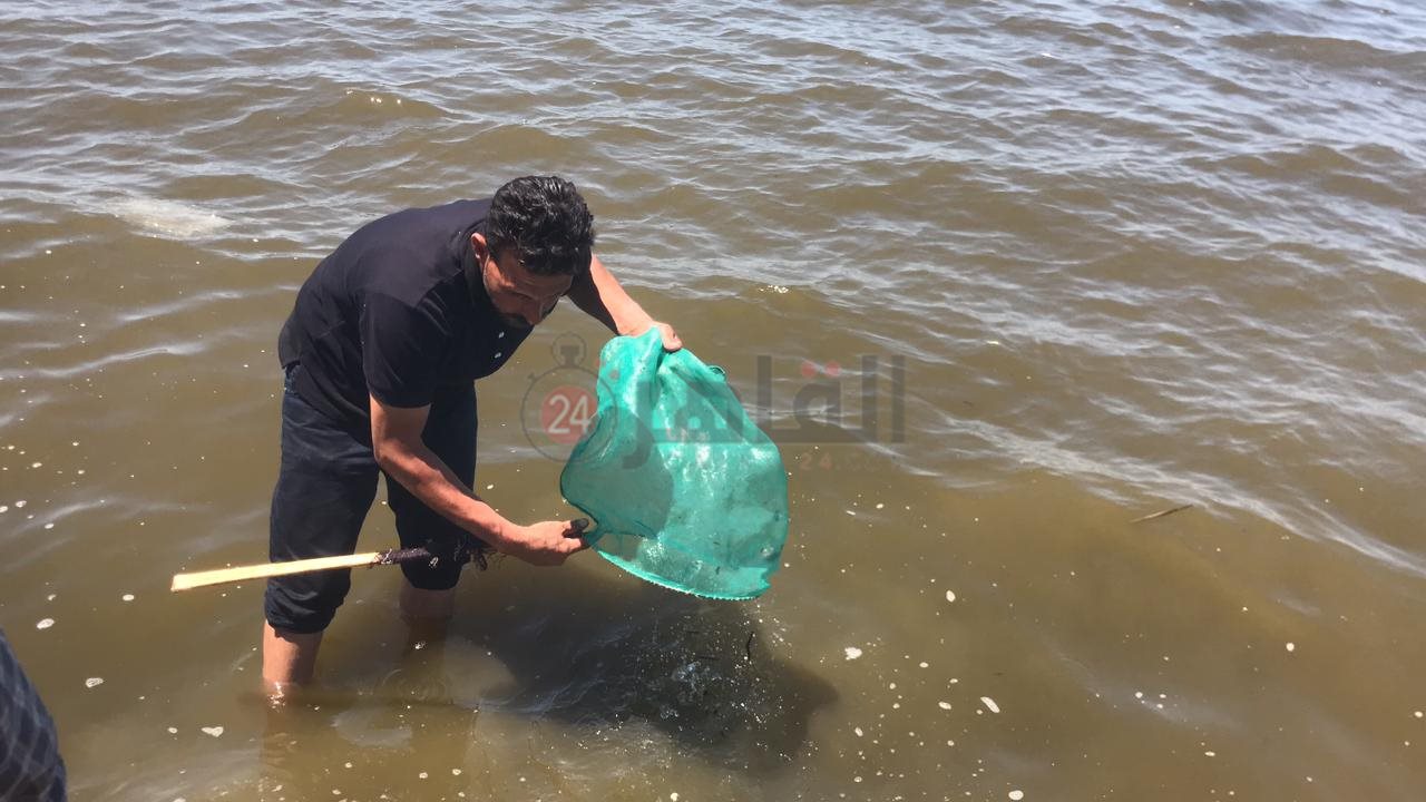 ضخ أسماك زريعة ببحيرة البرلس