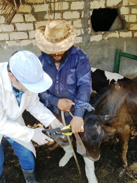 الحملة القومية لتحصين وترقيم المواشي بالشرقية 