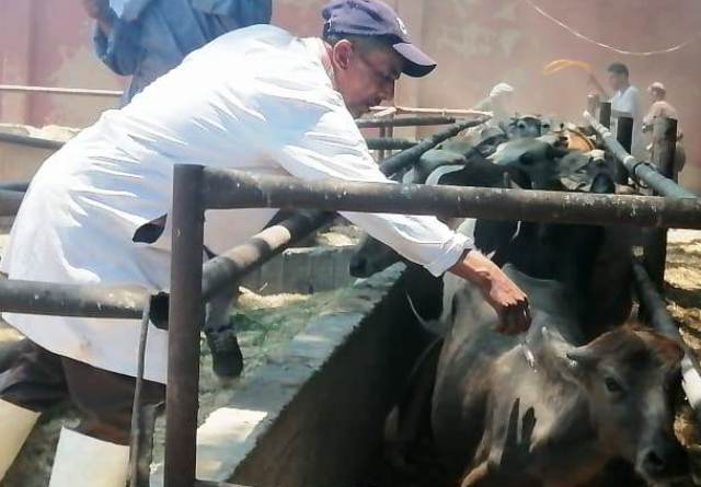 الحملة القومية لتحصين وترقيم المواشي بالشرقية2