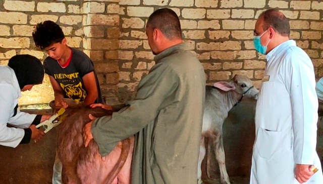 الحملة القومية لتحصين وترقيم المواشي بالشرقية4