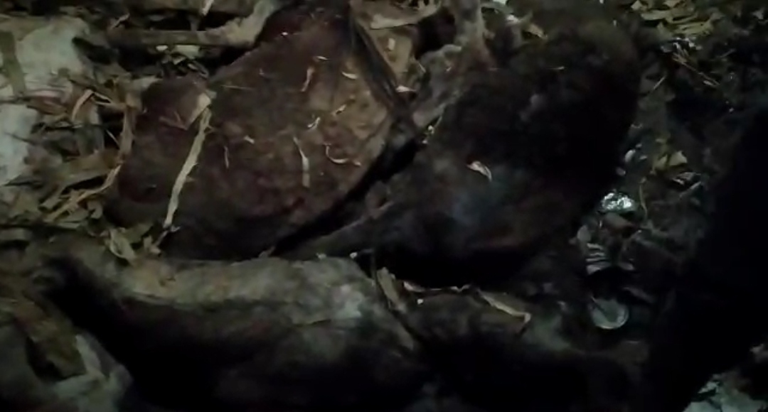 إعدام حمير مذبوحة وحيه في الفيوم