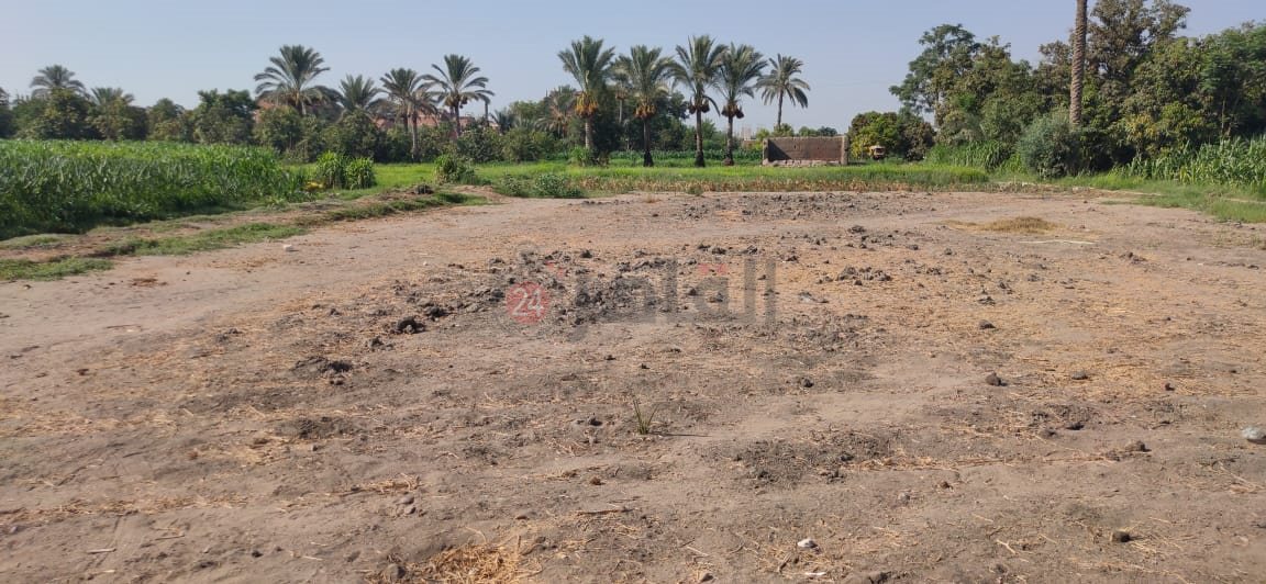 قطة الأرض المهددة بالبوار