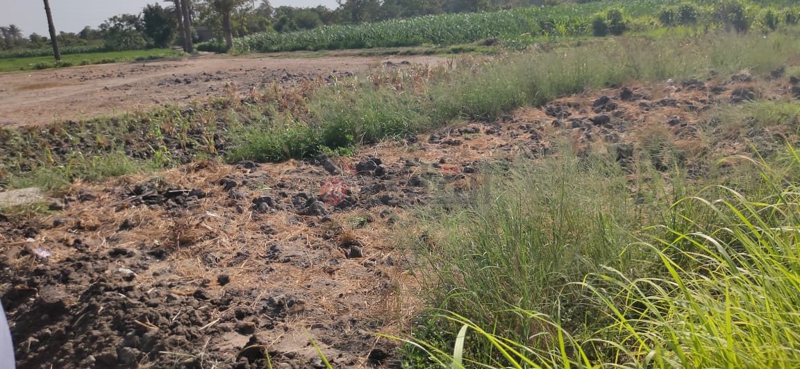 قطة الأرض ميراث الشاكي من والده بين أرض إخوته