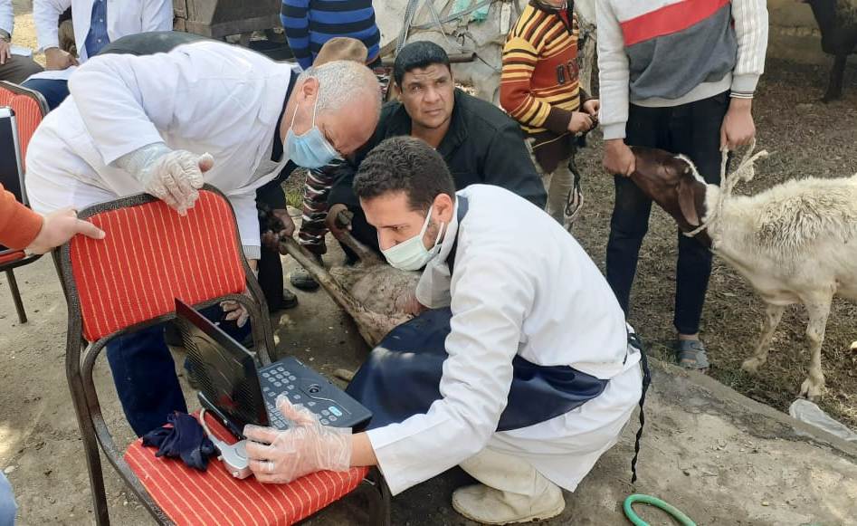 المشروع القومي للتحسين الوراثي لتحسين السلالات المصرية 03