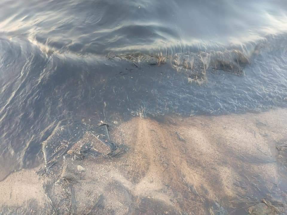 تلوث بترولي بالزيت بشواطئ سفاجا