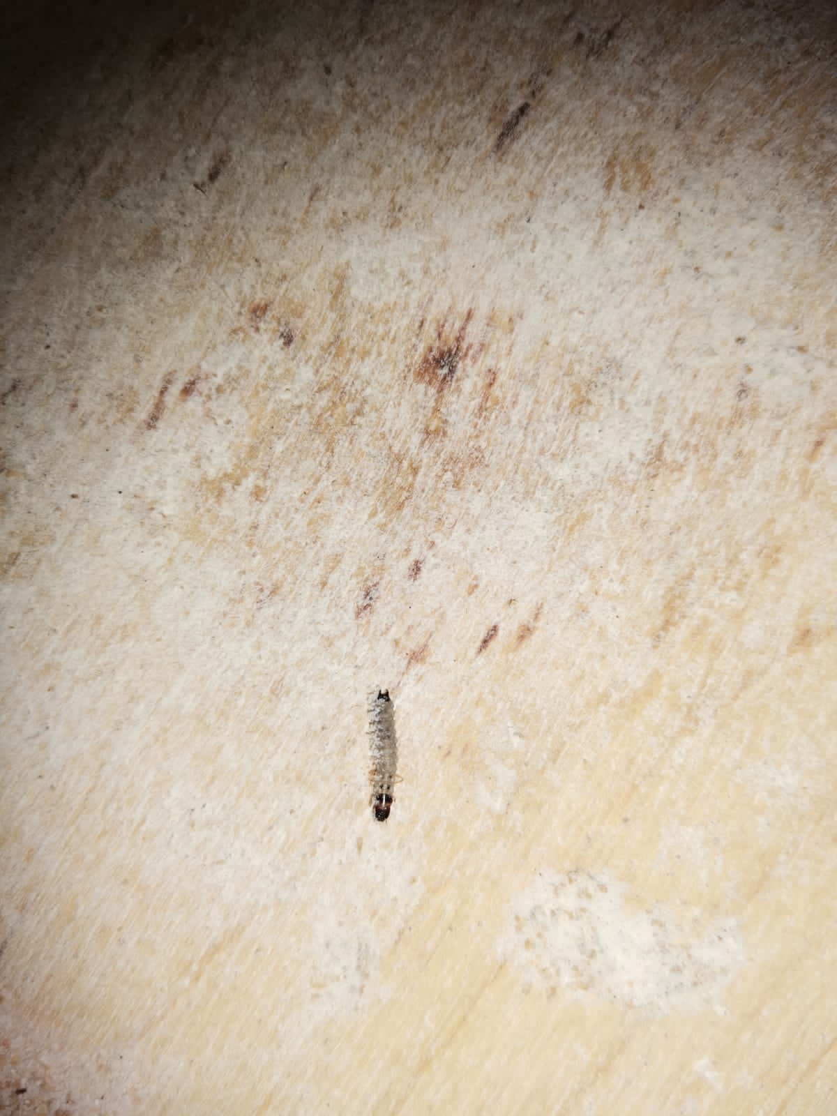 حملة تفتيشية على المخابز بالشرقية 02