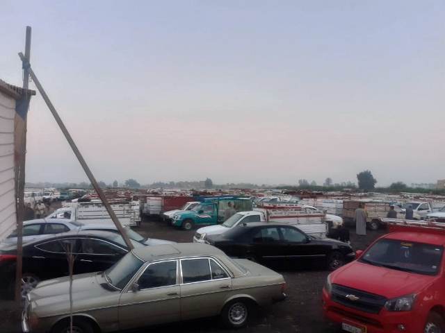 سوق مواشي الزقازيق بعد نقله للمسلمية 02