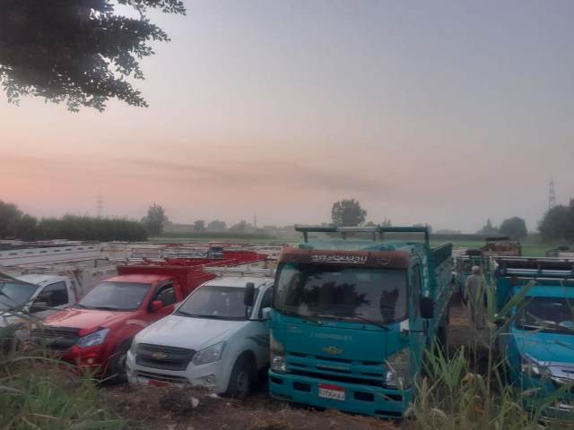 سوق مواشي الزقازيق بعد نقله للمسلمية 03