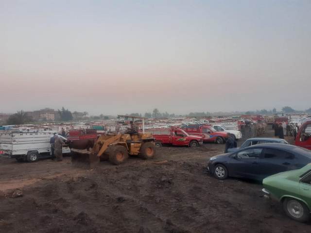 سوق مواشي الزقازيق بعد نقله للمسلمية 04