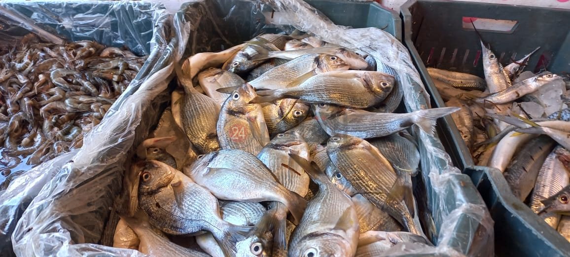 أسعار السمك